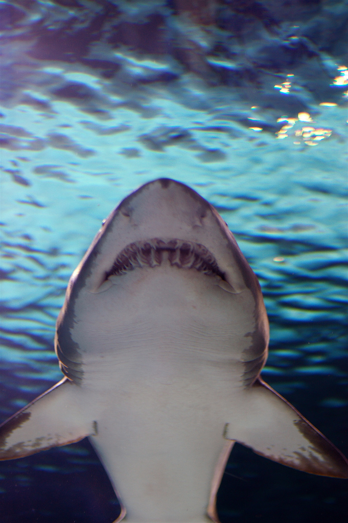 shark teeth fotografia