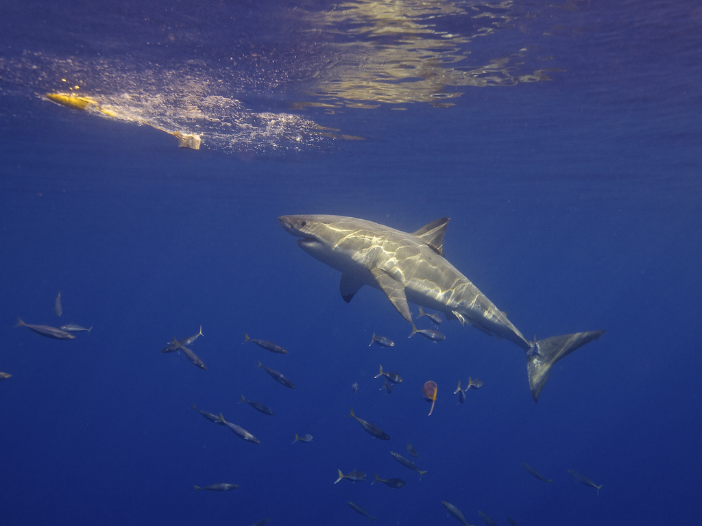 shark fotografia