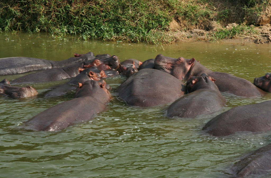 hippo fotografia