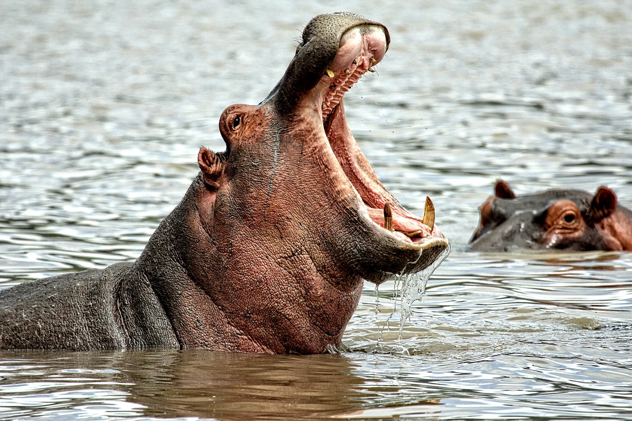 hippo fotografia