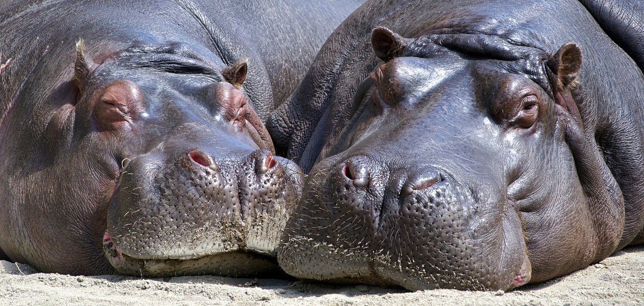 hippo fotografia