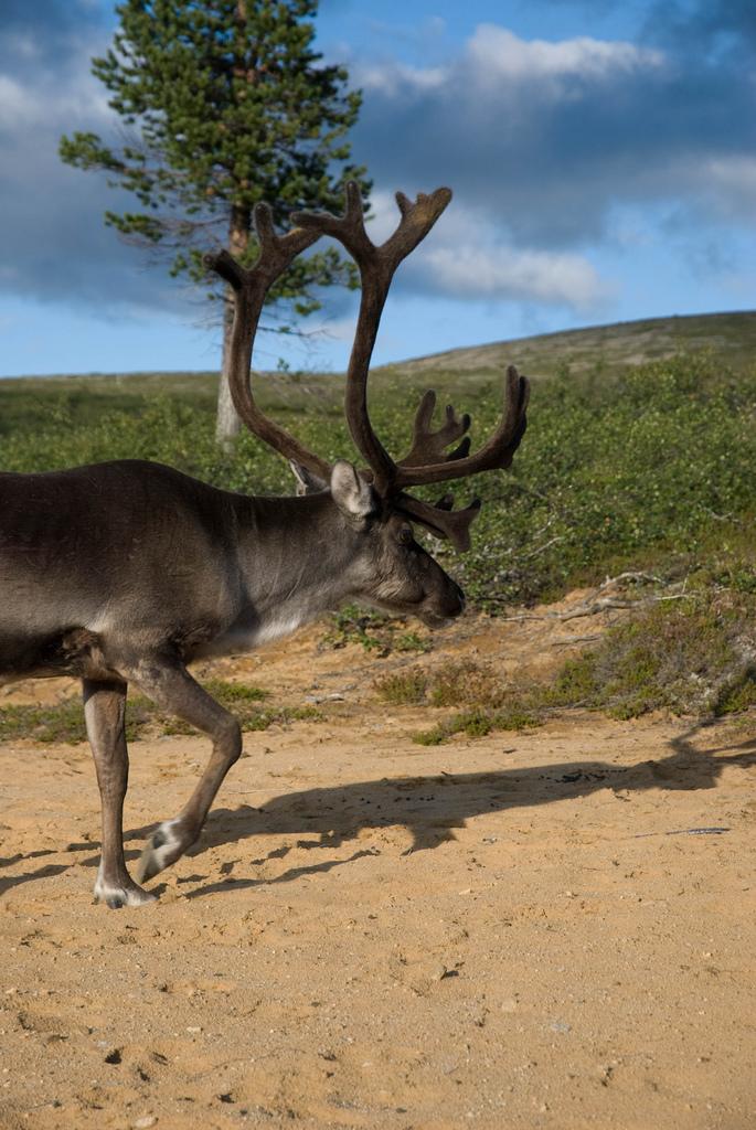 reindeer fotografia