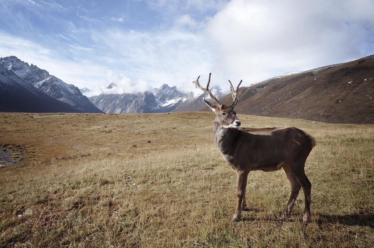 reindeer fotografia