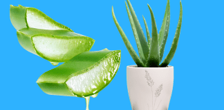 Aloe vera