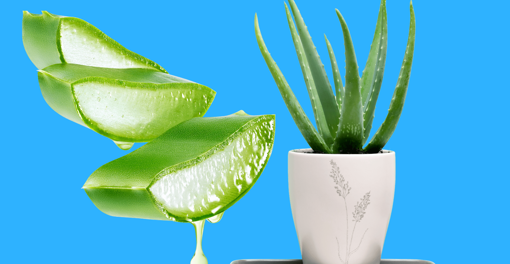 Aloe vera