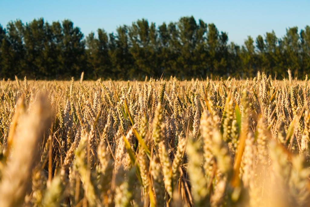 wheat photo