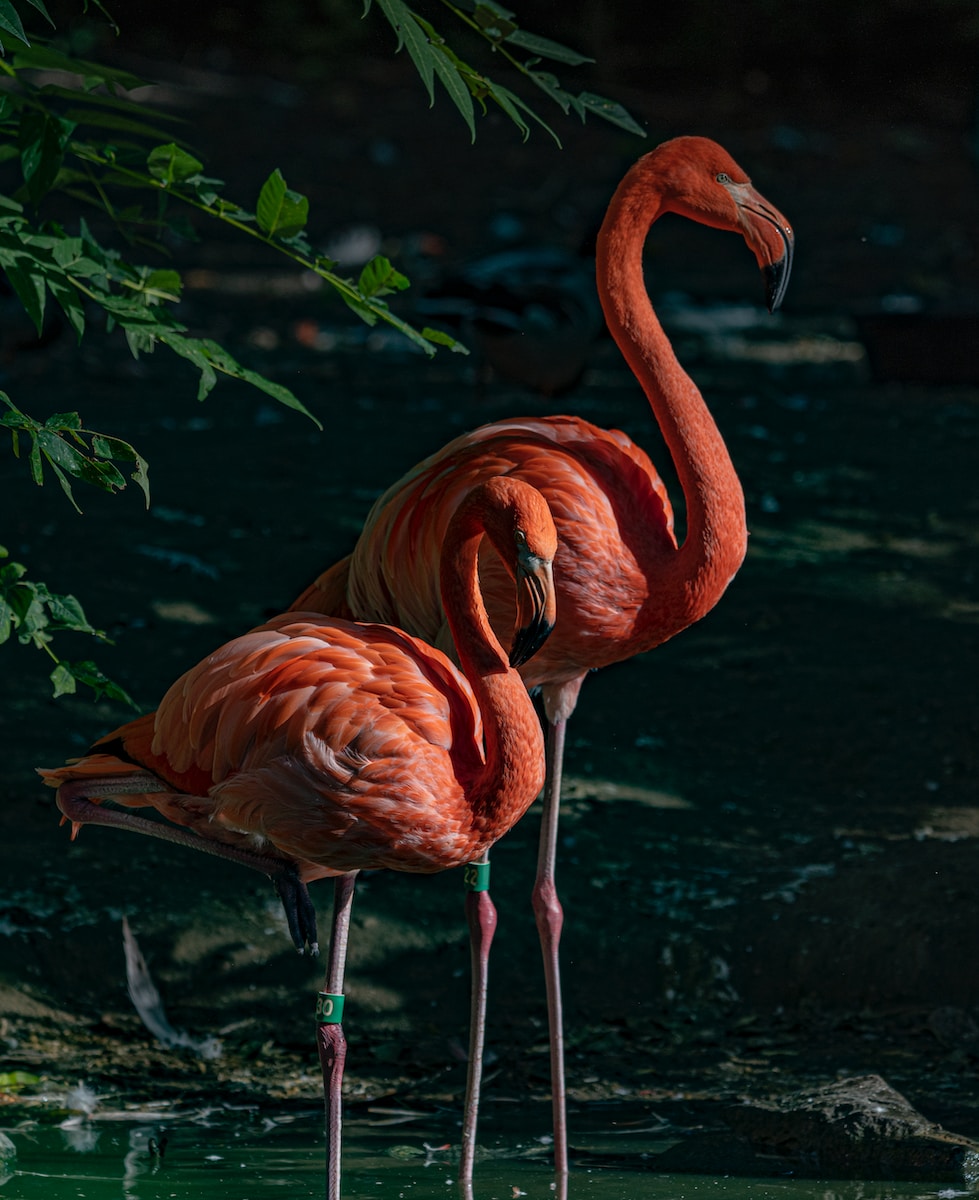 two red flamingos on river