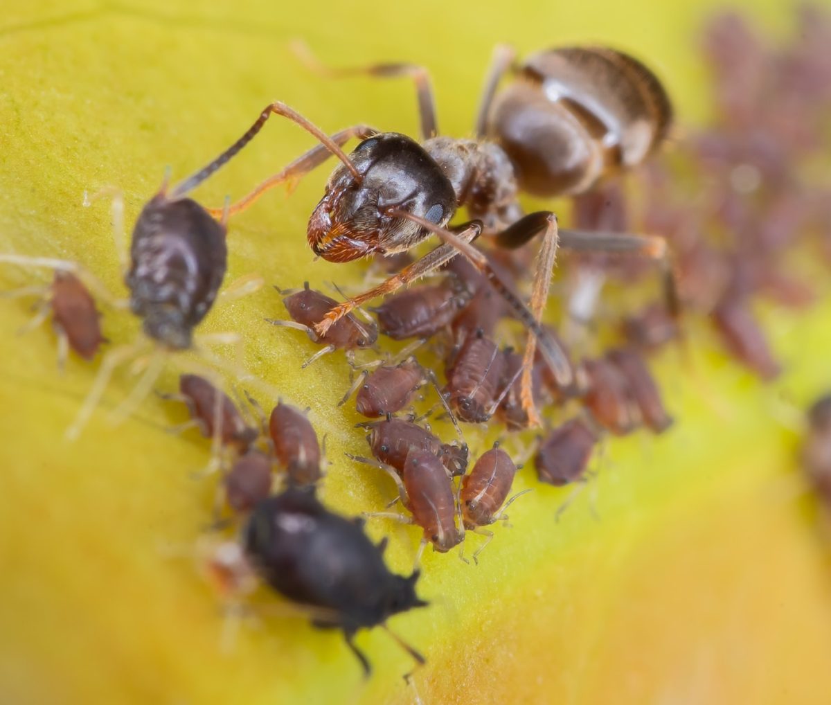 a close up of a group of bugs on a banana