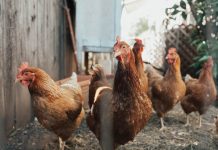 five brown hens on ground beside fence