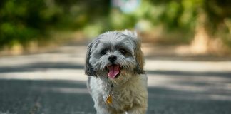 adult white and black Shih Tzu