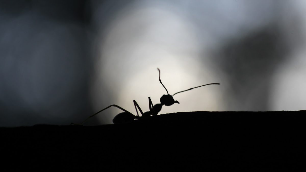 black ant on white surface