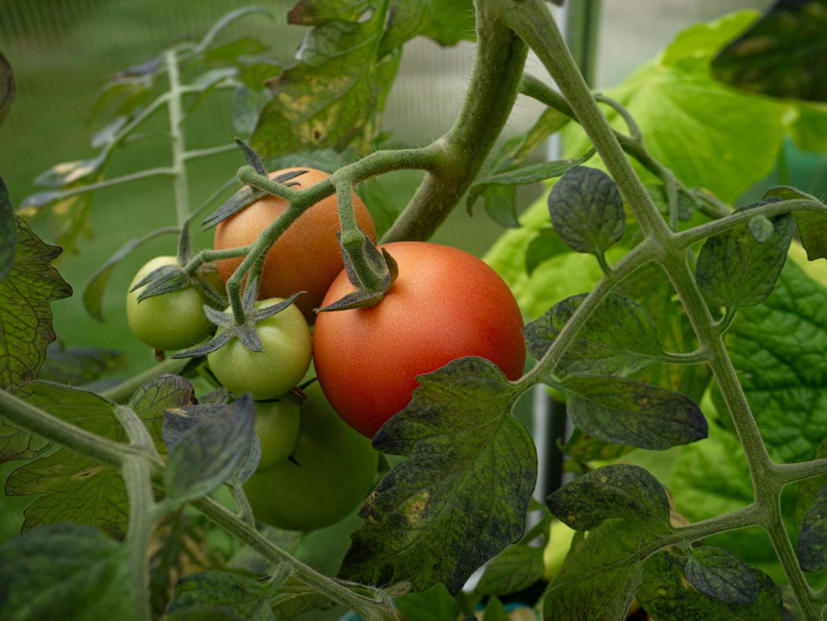 A close up of two tomatoes on a plant