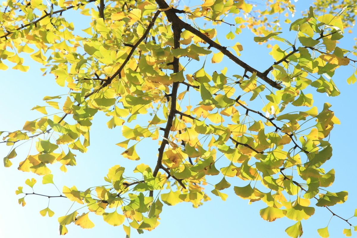 a tree branch with yellow leaves against a blue sky